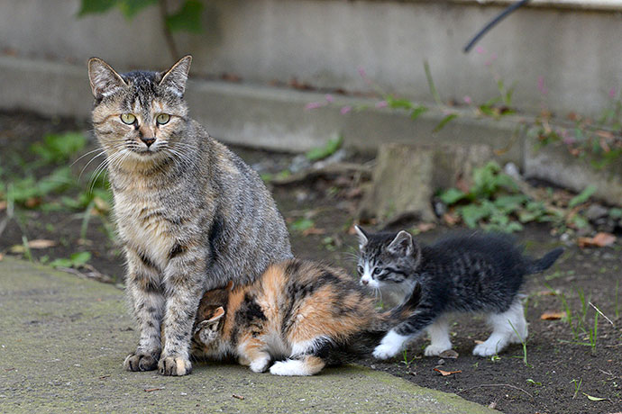 太田区のねこ