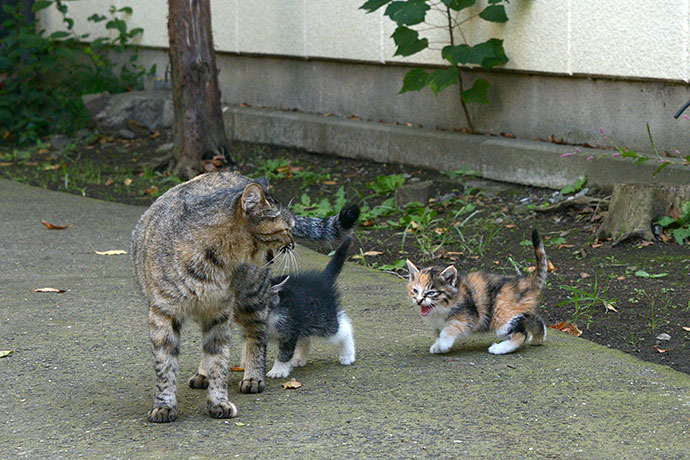 太田区のねこ