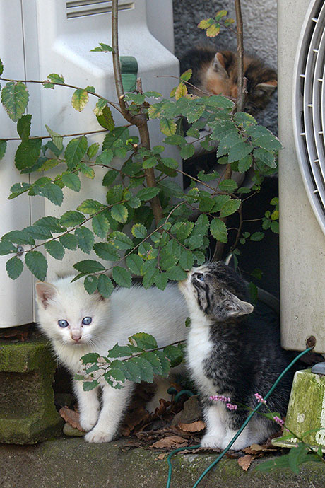 太田区のねこ