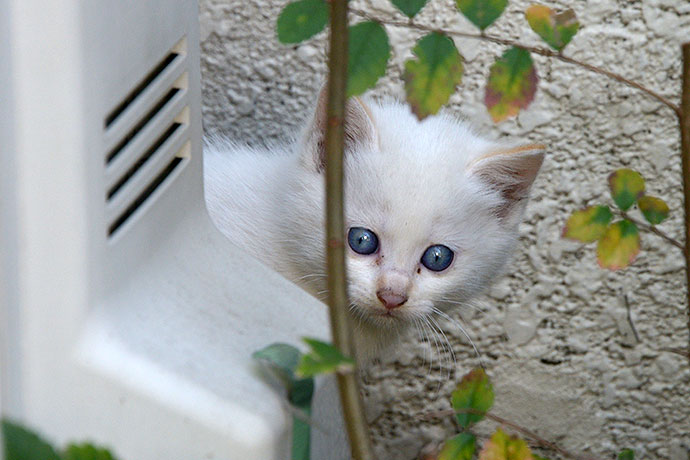 太田区のねこ