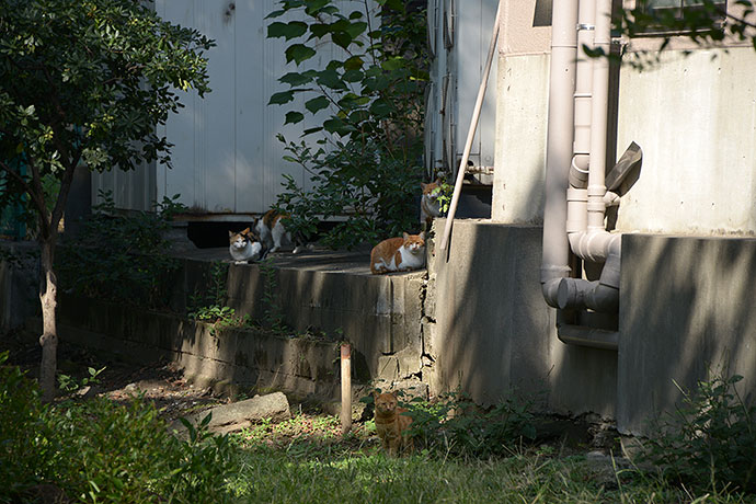 太田区のねこ