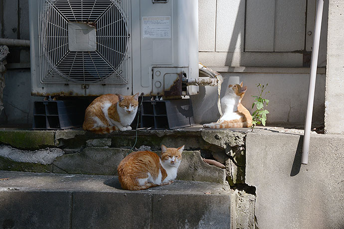 太田区のねこ