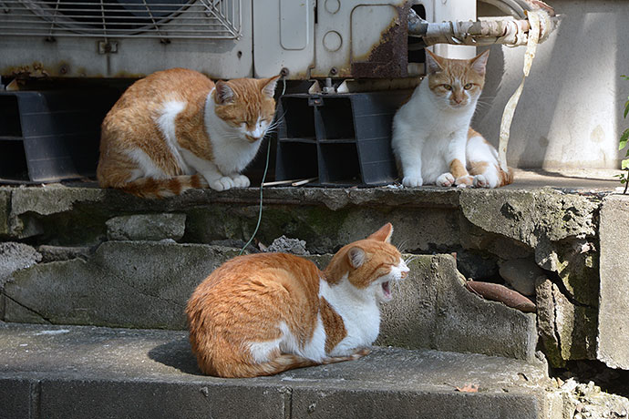 太田区のねこ