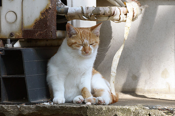 太田区のねこ
