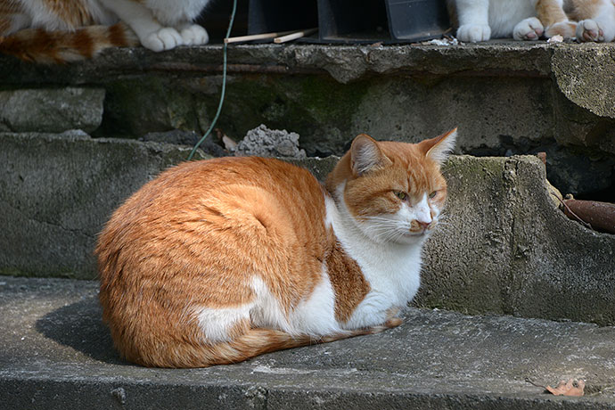太田区のねこ
