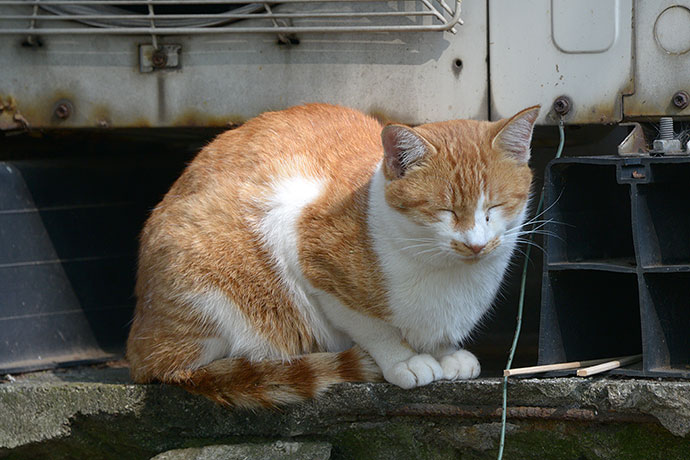 太田区のねこ