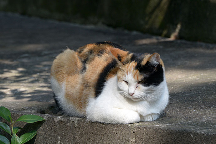 太田区のねこ
