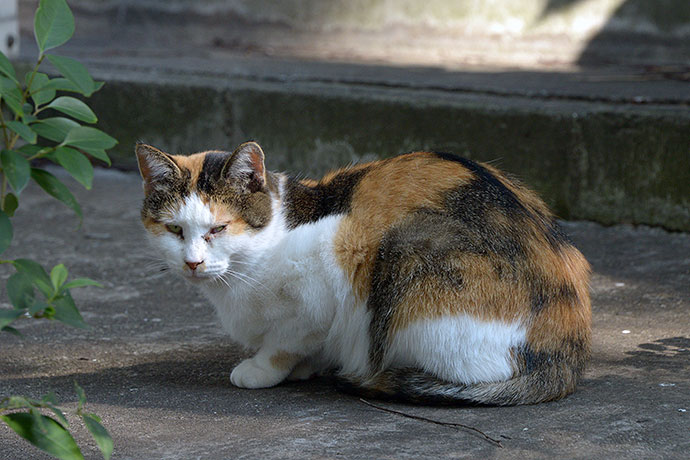 太田区のねこ