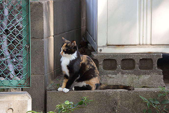 太田区のねこ