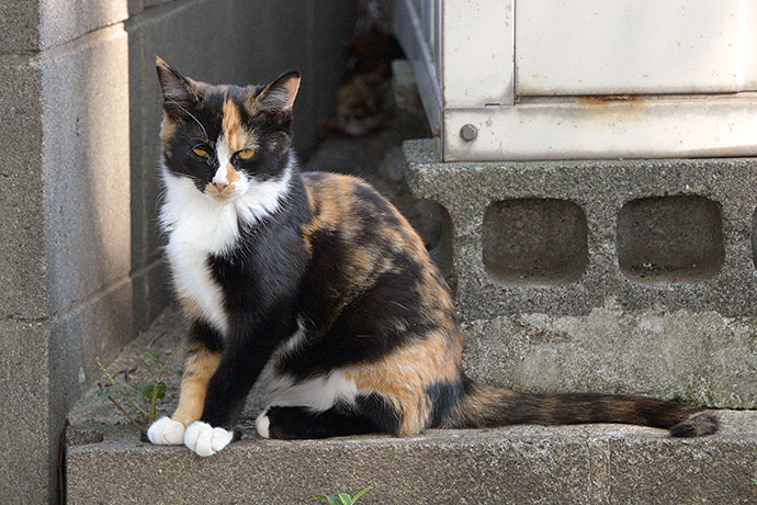 太田区のねこ
