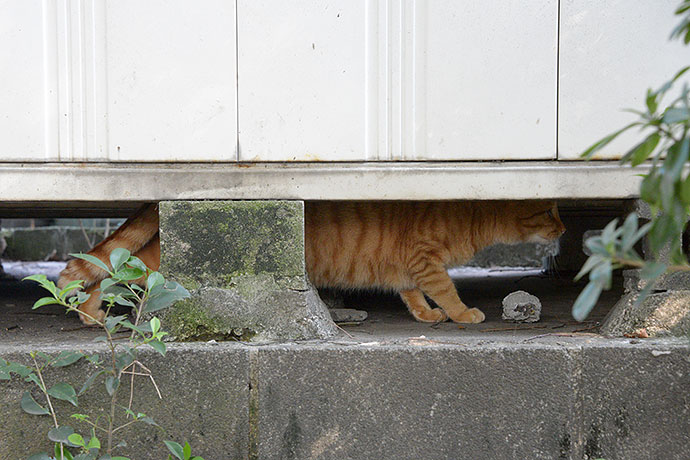 太田区のねこ
