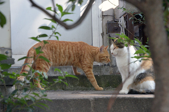 太田区のねこ