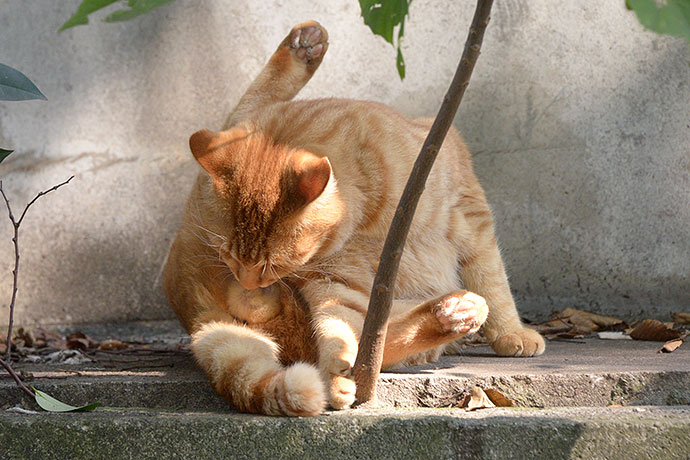 太田区のねこ