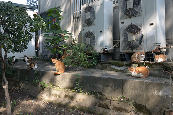 太田区のねこ