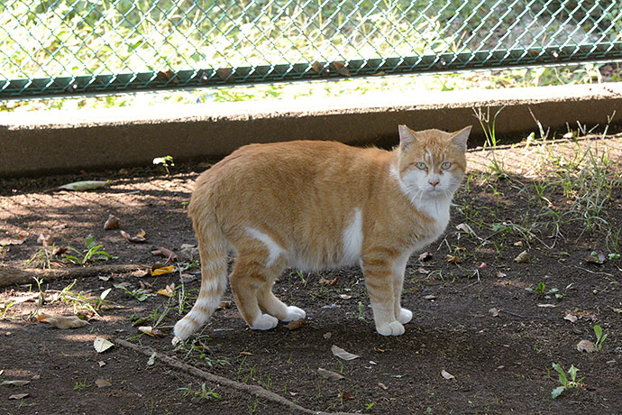 太田区のねこ