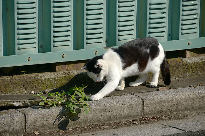 太田区のねこ