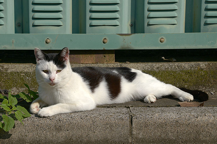 太田区のねこ