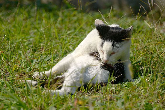 太田区のねこ