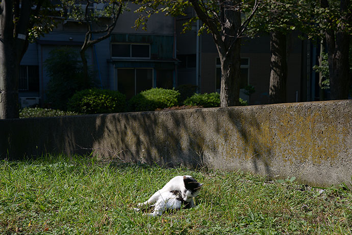 太田区のねこ