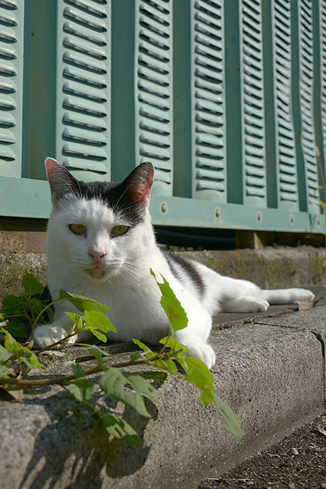 太田区のねこ