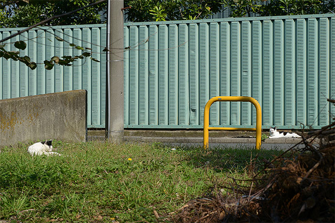 太田区のねこ