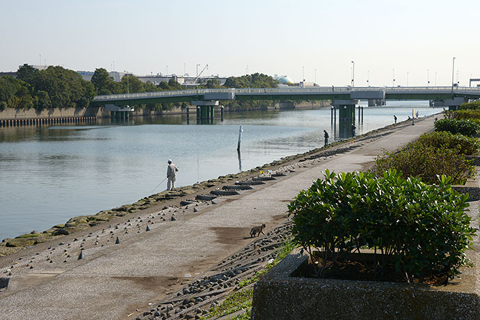 太田区のねこ