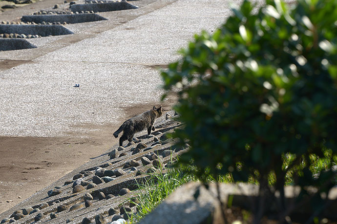 太田区のねこ