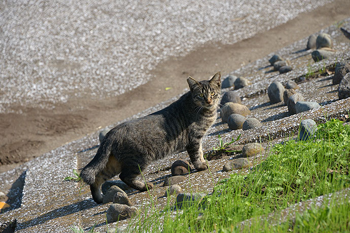 太田区のねこ