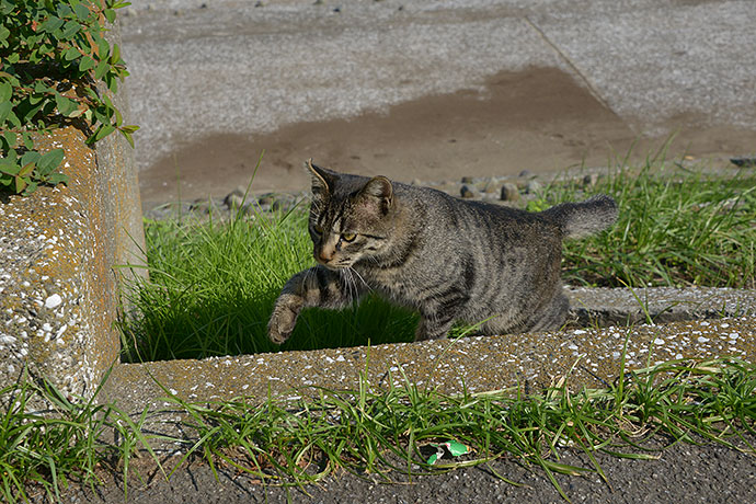 太田区のねこ