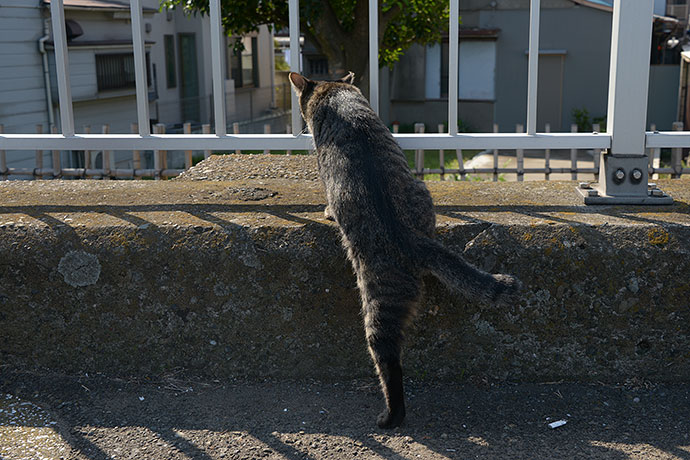 太田区のねこ