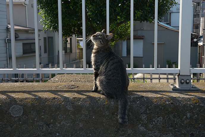太田区のねこ