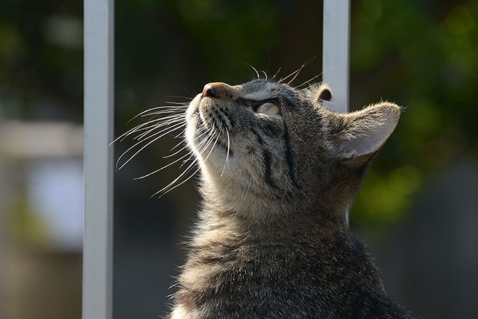 太田区のねこ