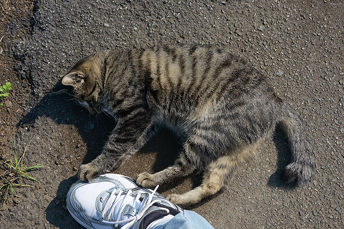 太田区のねこ