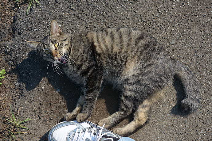 太田区のねこ