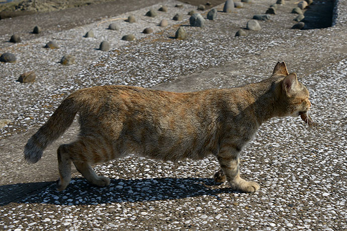 太田区のねこ