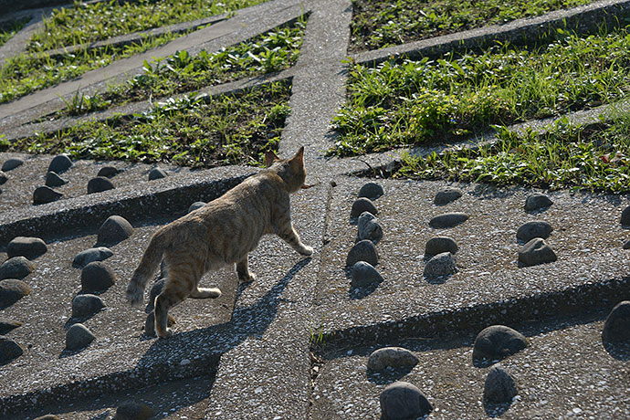 太田区のねこ