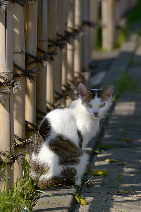 太田区のねこ