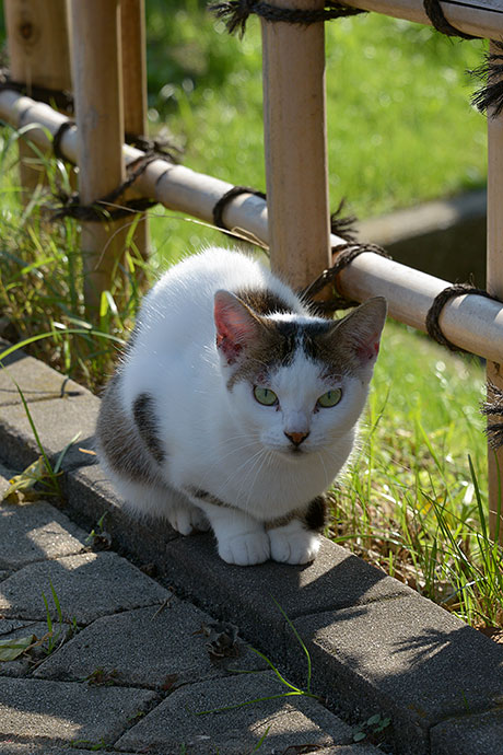 太田区のねこ