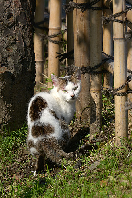 太田区のねこ