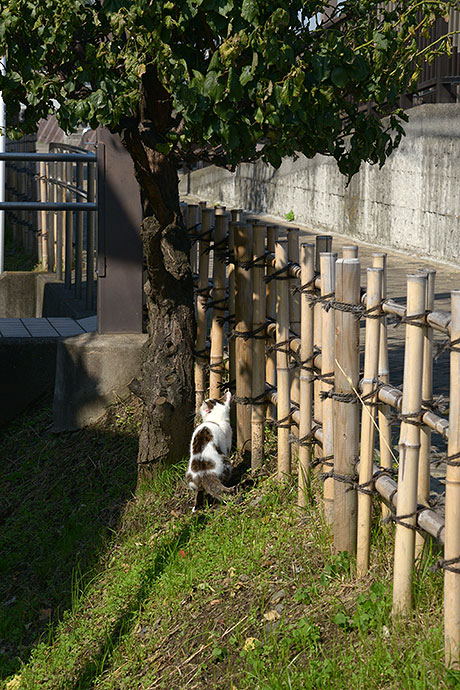 太田区のねこ