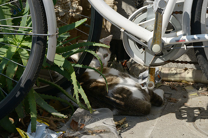 太田区のねこ