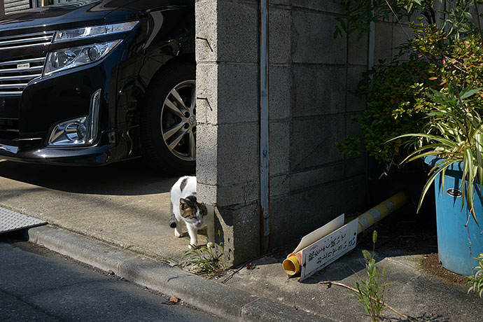 太田区のねこ