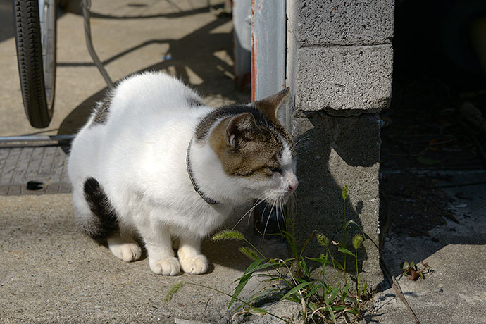 太田区のねこ