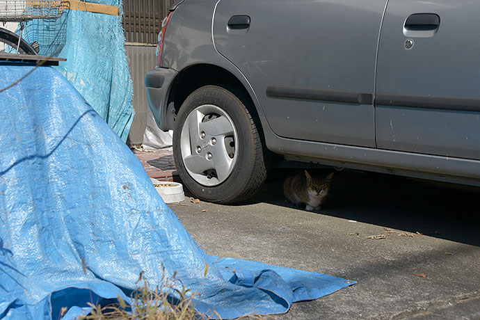 太田区のねこ