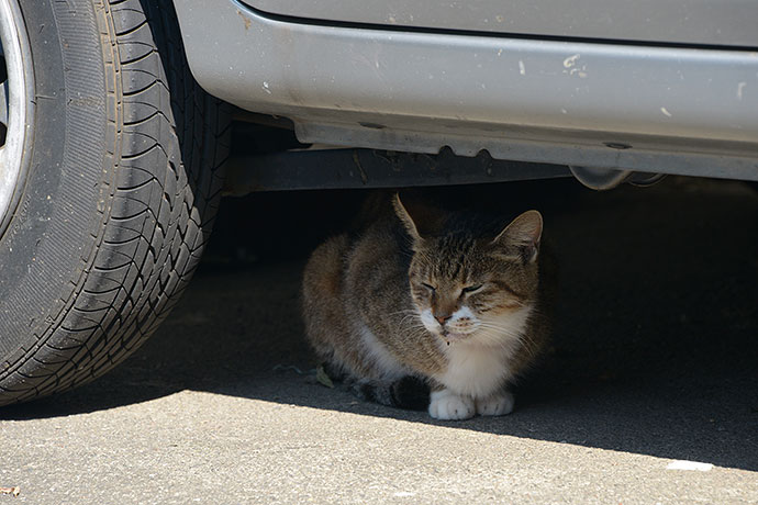 太田区のねこ