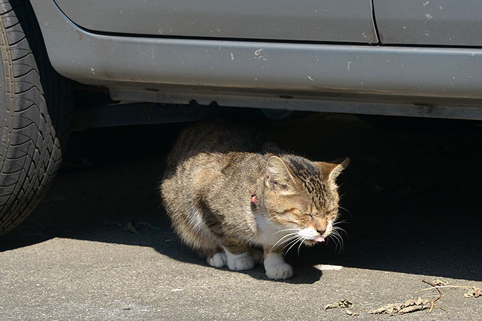 太田区のねこ