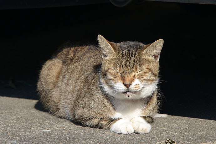 太田区のねこ