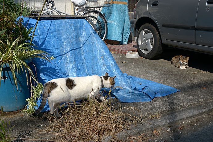 太田区のねこ