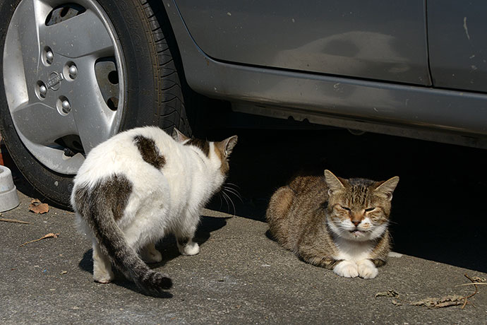 太田区のねこ