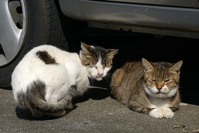 太田区のねこ